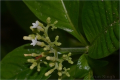 Ophiorrhiza mungos